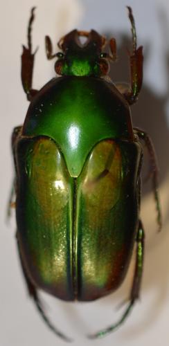 Lomaptera sp.